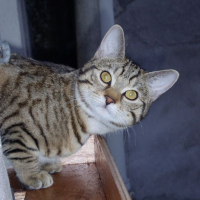 Photo #51157 de Achille