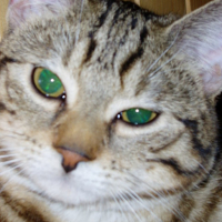 Photo #51163 de Achille