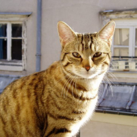 Photo #51169 de Achille