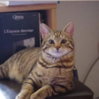 Photo #51211 de Achille