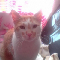 Photo #51301 de Choupa