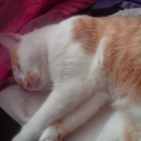 Photo #51307 de Choupa