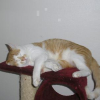 Photo #51313 de Choupa