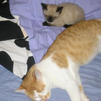 Photo #51319 de Choupa