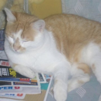 Photo #51337 de Choupa