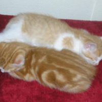 Photo #51427 de Vito