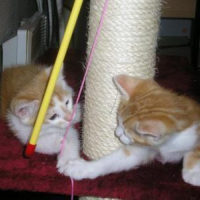Photo #51433 de Vito