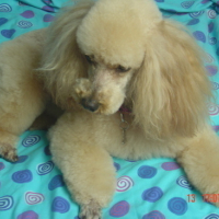 Photo #51481 de Kiara