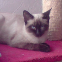 Photo #51613 de Daisy