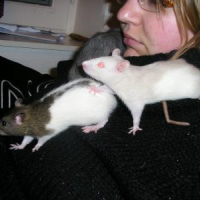 Photo #51631 de Mes ratounets