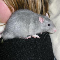 Photo #51637 de Mes ratounets