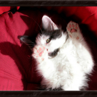 Photo #51679 de Leeloo