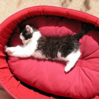 Photo #51685 de Leeloo