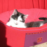 Photo #51691 de Leeloo