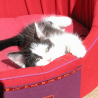 Photo #51697 de Leeloo