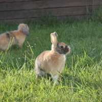 Photo #51745 de Kwak