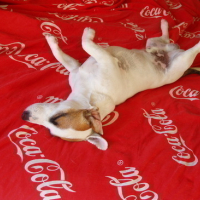 Photo #52051 de Jack