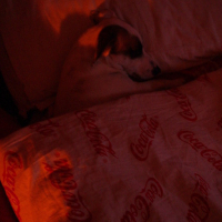 Photo #52057 de Jack