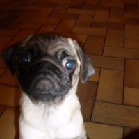 Photo #52189 de Shona