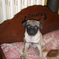 Photo #52195 de Shona
