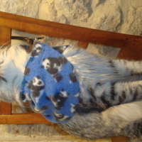 Photo #52333 de Tigri