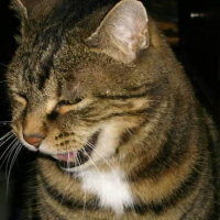 Photo #52729 de Poupoune
