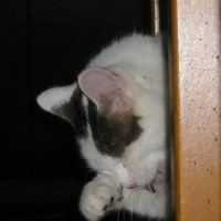 Photo #53185 de Chicco