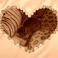Photo #53365 de Socratte