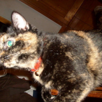 Photo #53449 de Tartinette