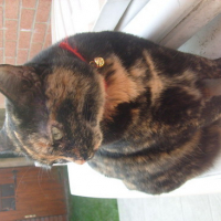 Photo #53455 de Tartinette