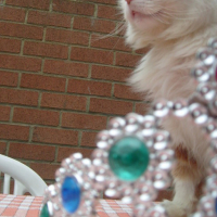 Photo #53461 de Caramel
