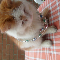 Photo #53467 de Caramel