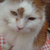 Photo #53473 de Caramel
