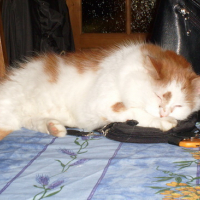 Photo #53479 de Caramel