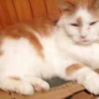 Photo #53491 de Caramel