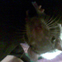 Photo #53527 de Vodka