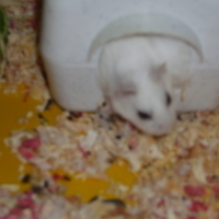 Photo #53695 de Belle