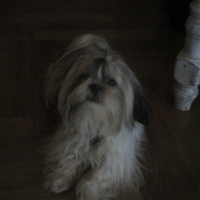 Photo #53803 de Toby