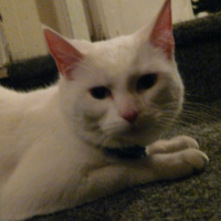 Photo #53929 de Neige