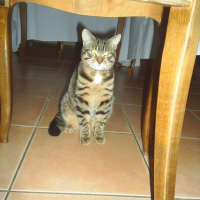 je regarde Orion!il mange tout!!non mais,et moi!!!