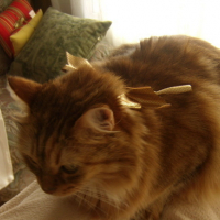 Photo #54145 de Simbad