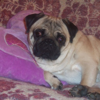 Photo #54187 de Oscar