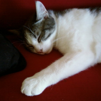 Photo #54445 de Taz