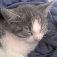 Photo #54457 de Taz