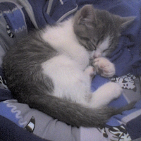 Photo #54463 de Taz