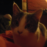 Photo #54475 de Taz