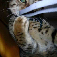 Photo #54619 de Bichat