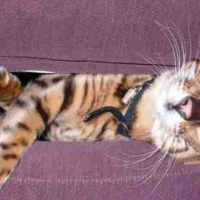 Photo #54625 de Bichat