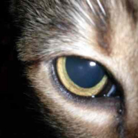 Photo #54631 de Bichat