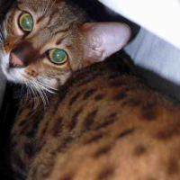 Photo #54643 de Bichat